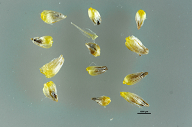 APII jpeg image of Calocephalus citreus  © contact APII